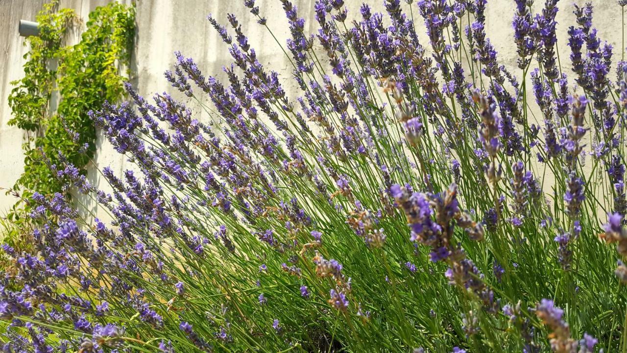 Апартаменты Josephine'S Garden Опатия Экстерьер фото